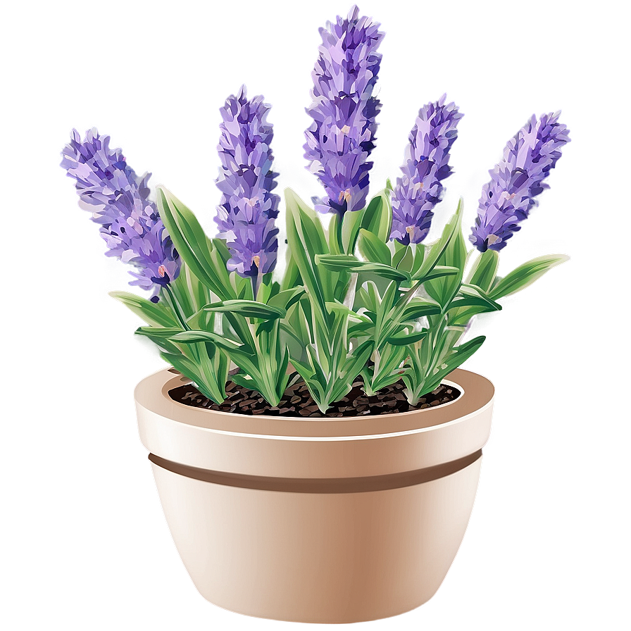 Lavender Herb Garden Png 06132024 PNG Image