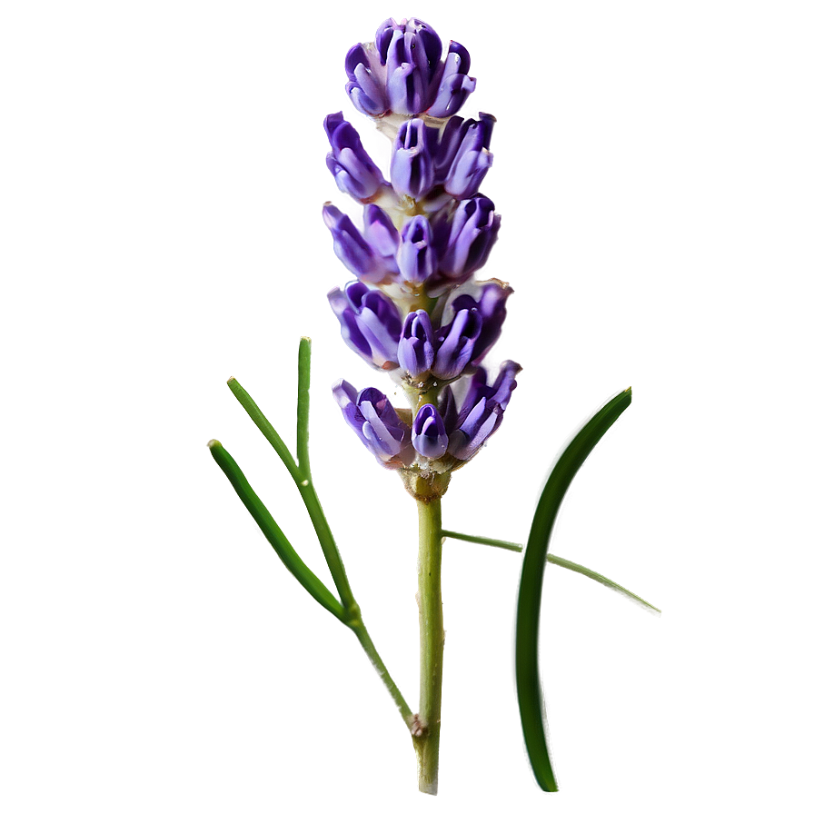 Lavender Honey Flower Png Esm1 PNG Image