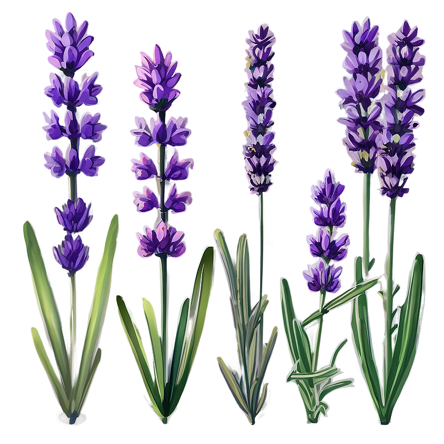 Lavender In Bloom Png Dww PNG Image