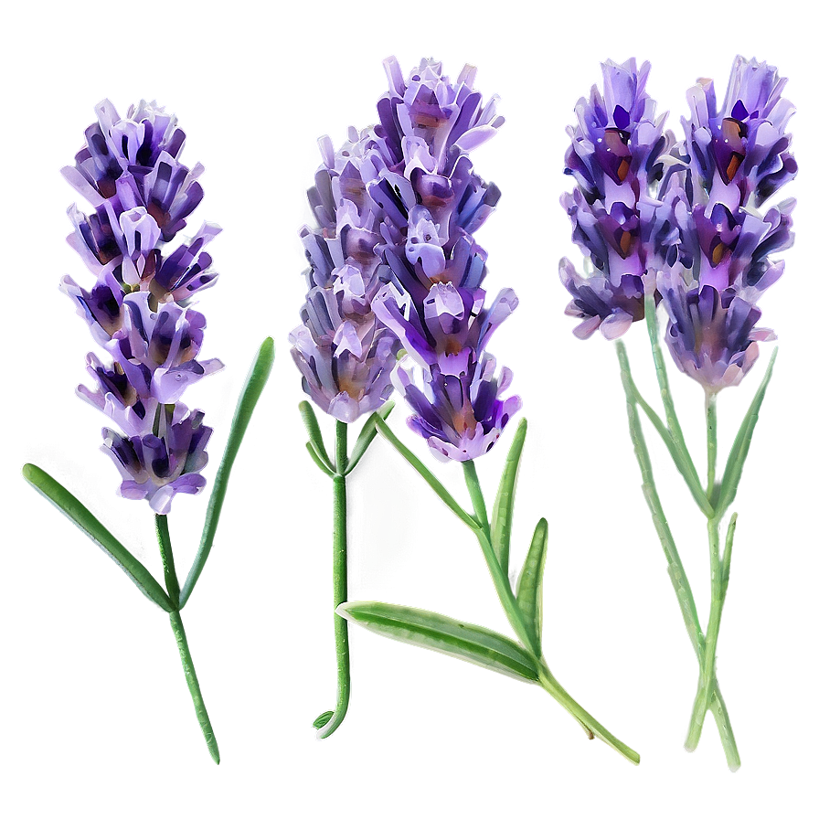 Lavender Infusion Flower Png Lnr PNG Image