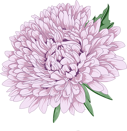 Lavender Peony Illustration PNG Image