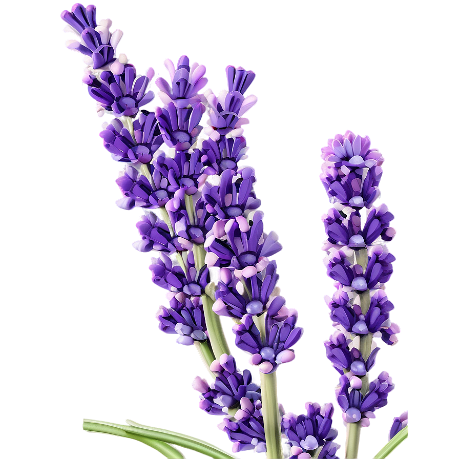 Lavender Plant In Bloom Png 91 PNG Image