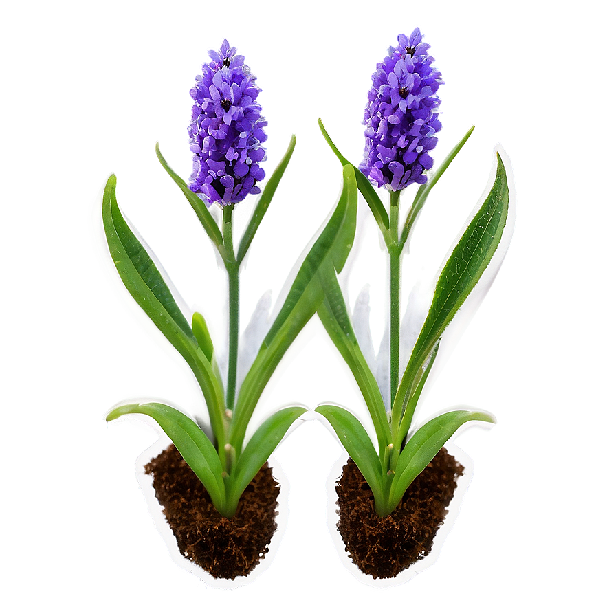 Lavender Plant Seedlings Png Gae PNG Image