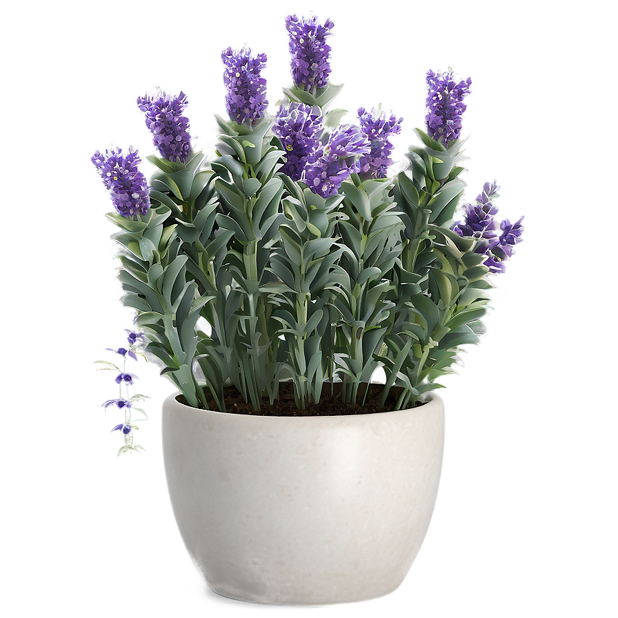 Lavender Pot Plant Png 05062024 PNG Image