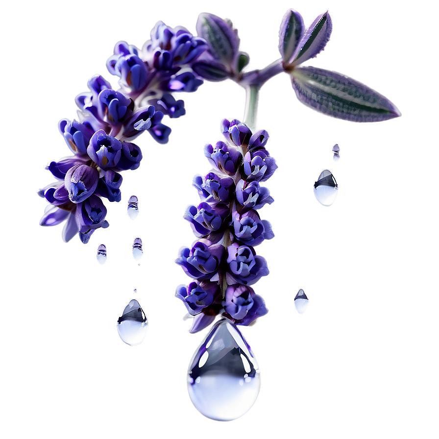 Lavender Sprig Water Droplets Png 61 PNG Image