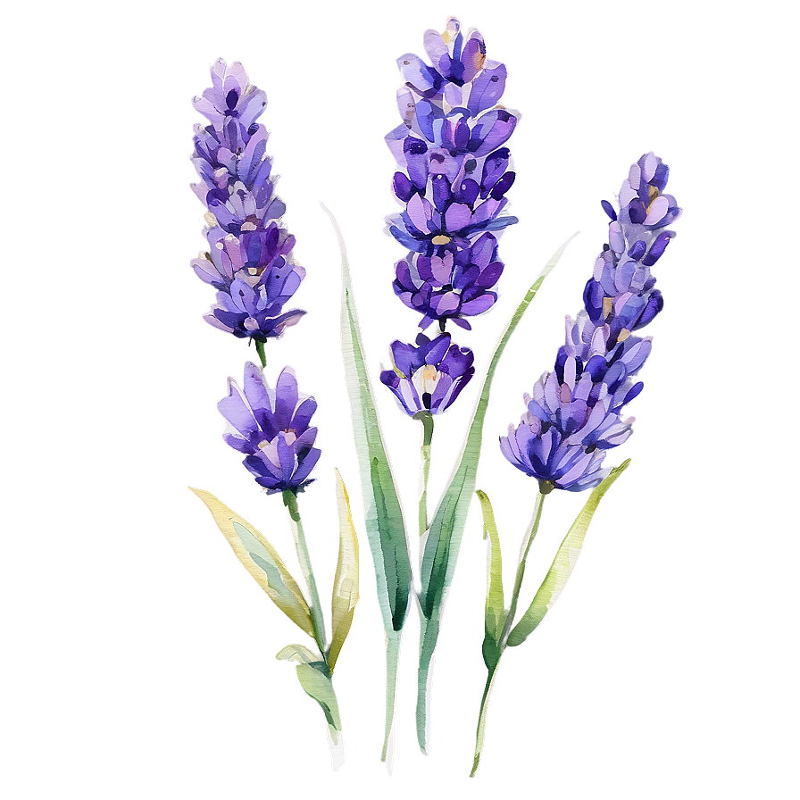 Lavender Watercolor Art Png 51 PNG Image