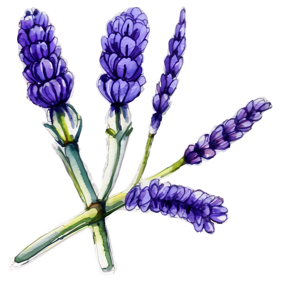 Lavender Watercolor Art Png Wia56 PNG Image