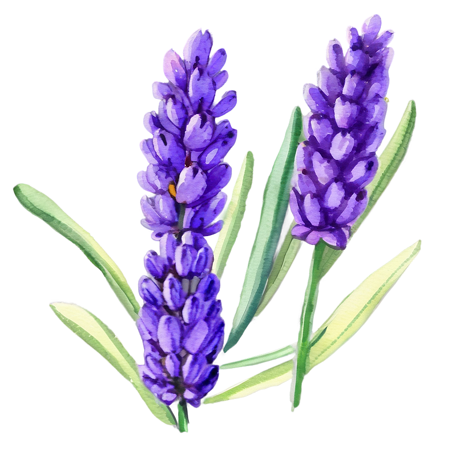 Lavender Watercolor Picture Png Mqd PNG Image