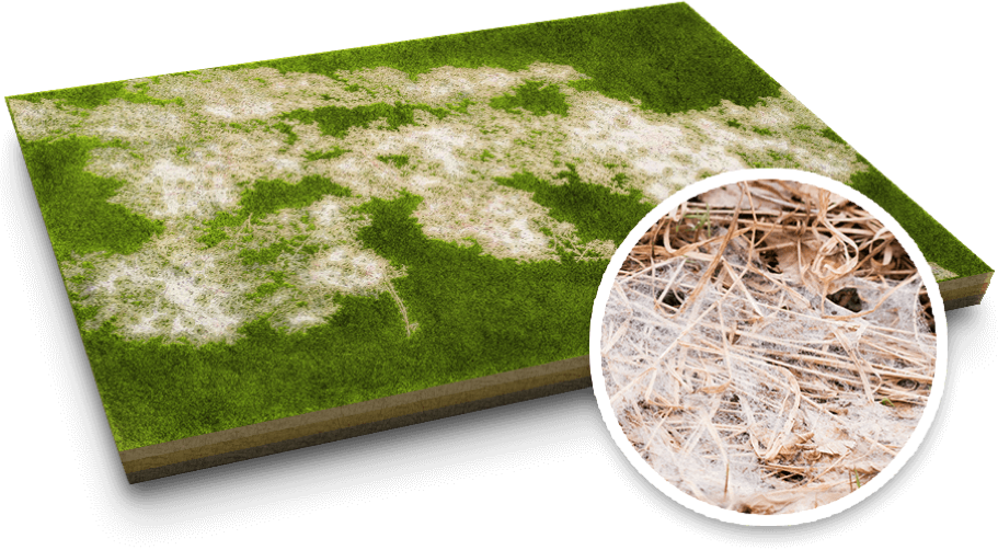 Lawn Grass With Snow Mold Fungus PNG Image