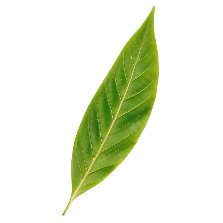 Leaf B PNG Image