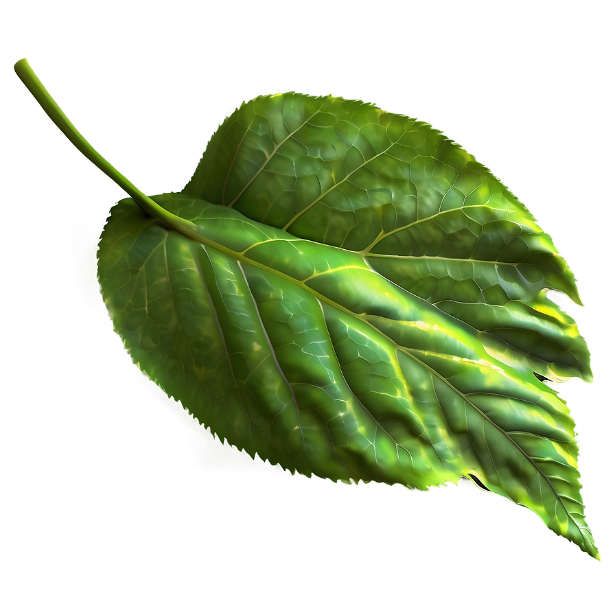 Leaf Detail Png 20 PNG Image