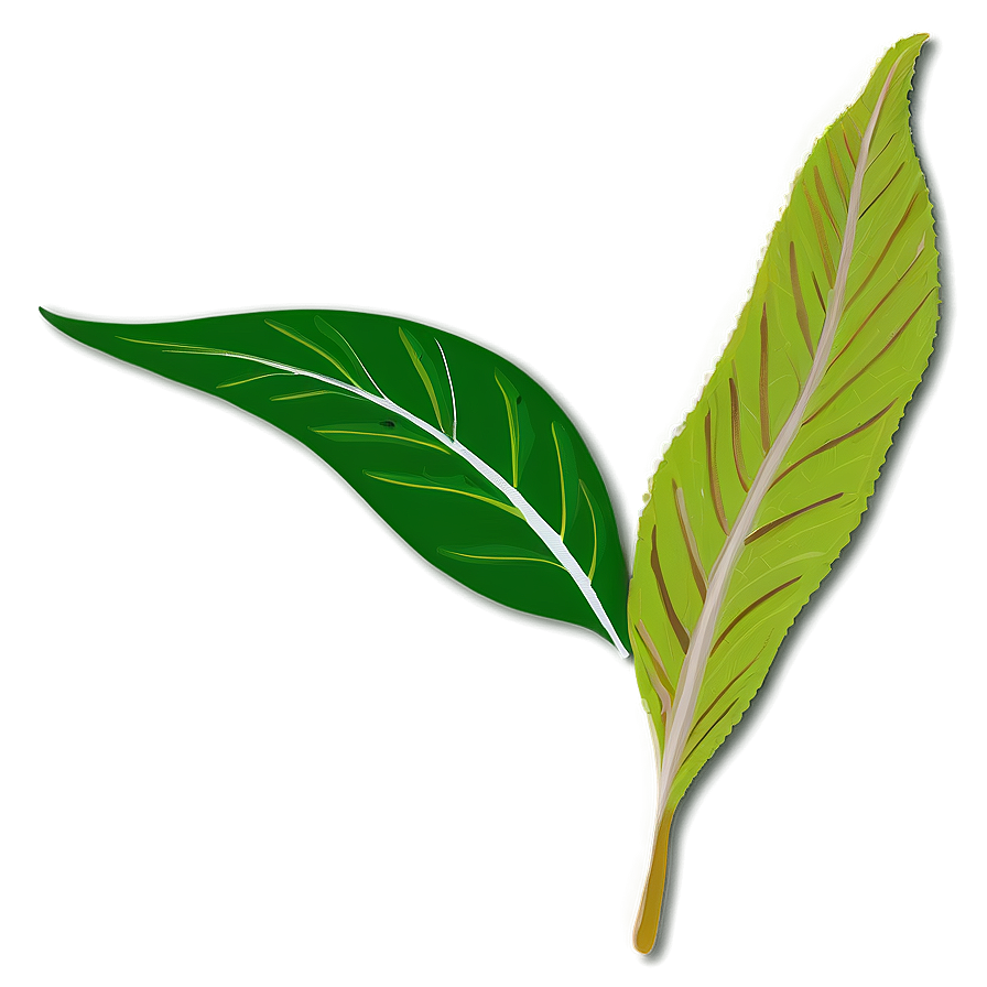 Leaf Drawing Png Aan PNG Image