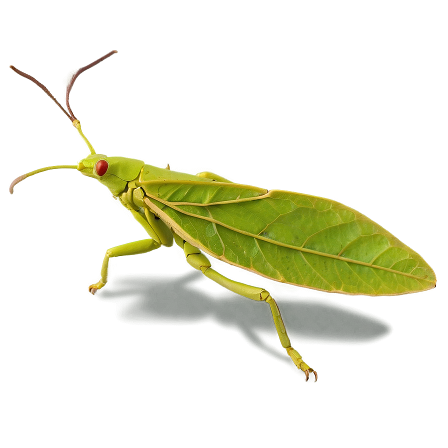 Leaf Insect Perfect Mimicry Png Dbe PNG Image