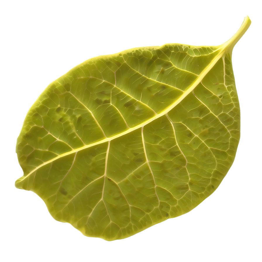 Leaf Outline Png Sxj59 PNG Image