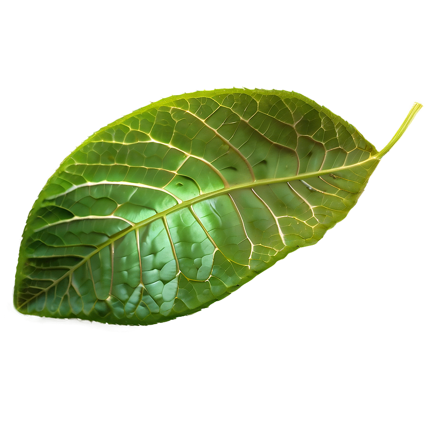 Leaf Overlay Png Qml PNG Image