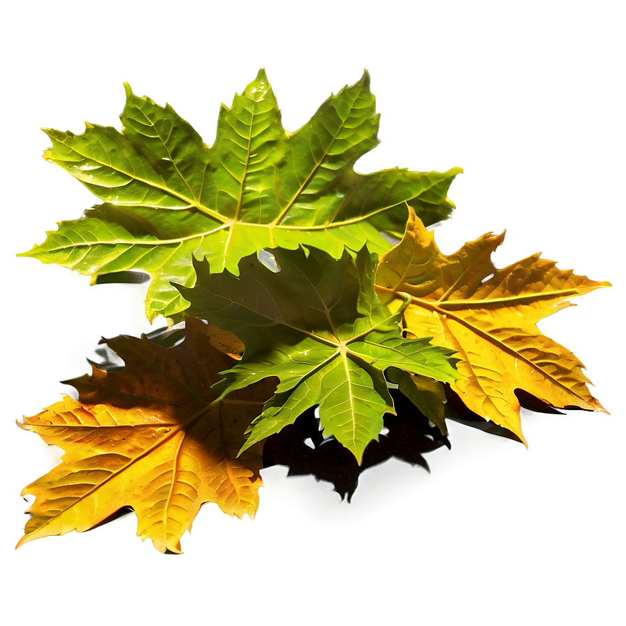 Leaf Pile In Sunlight Png 55 PNG Image