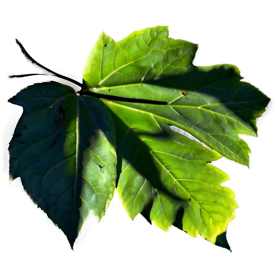 Leaf Shadow Png Dsi PNG Image