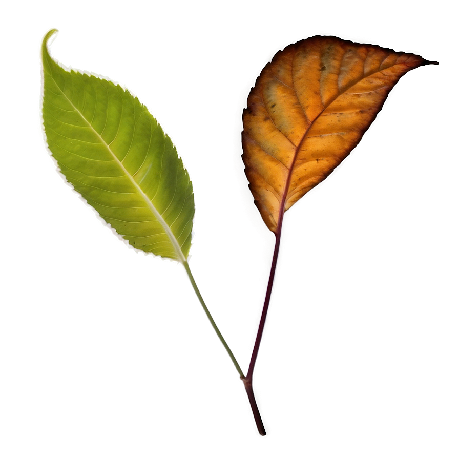 Leaf Shadow Png Pwc65 PNG Image