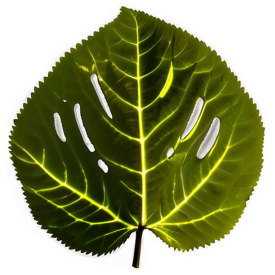 Leaf Silhouette Png 63 PNG Image