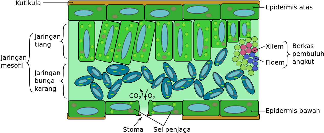 Leaf Structure Diagram PNG Image