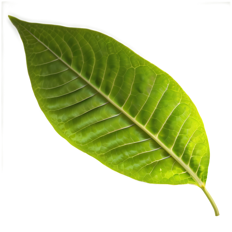 Leaf Texture Png Jmm59 PNG Image