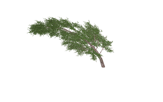 Leaning Tree Black Background PNG Image