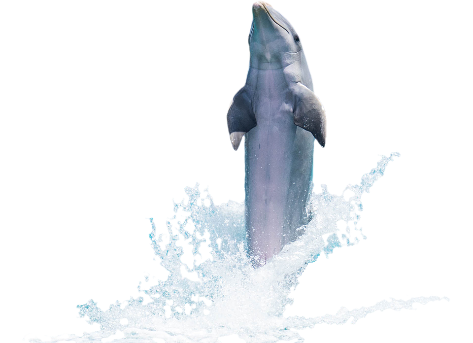 Leaping Dolphin Aqua Splash PNG Image