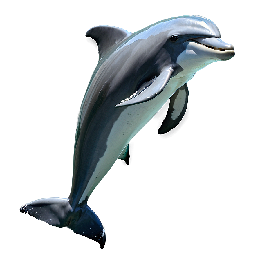 Leaping Dolphin Png Byd PNG Image