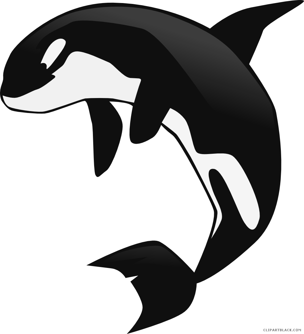 Leaping_ Orca_ Clipart PNG Image