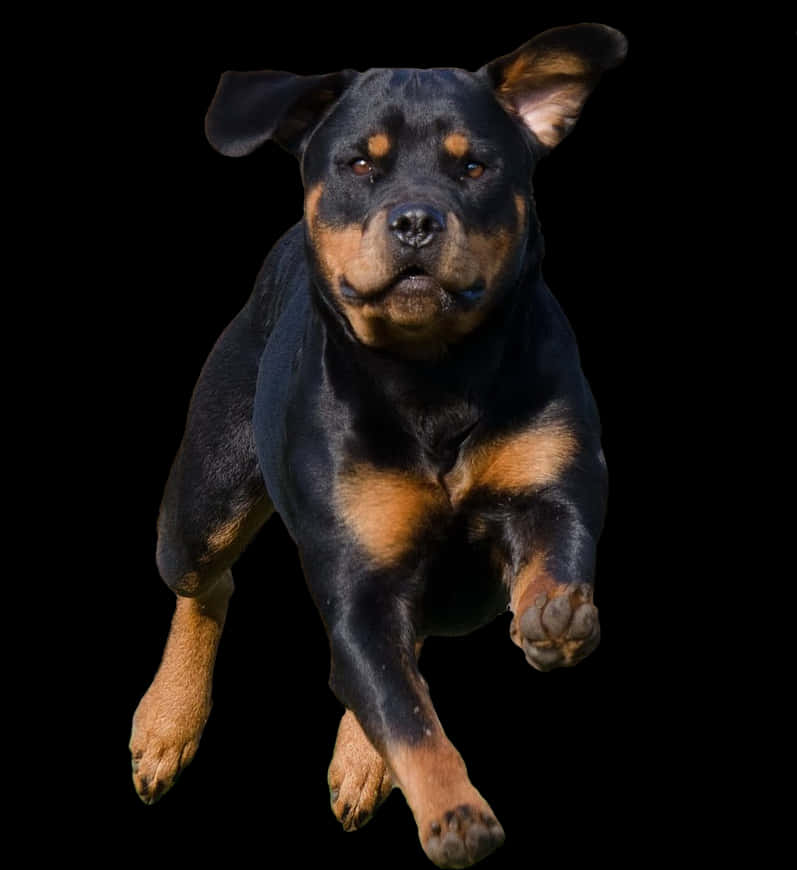 Leaping Rottweiler Black Background PNG Image