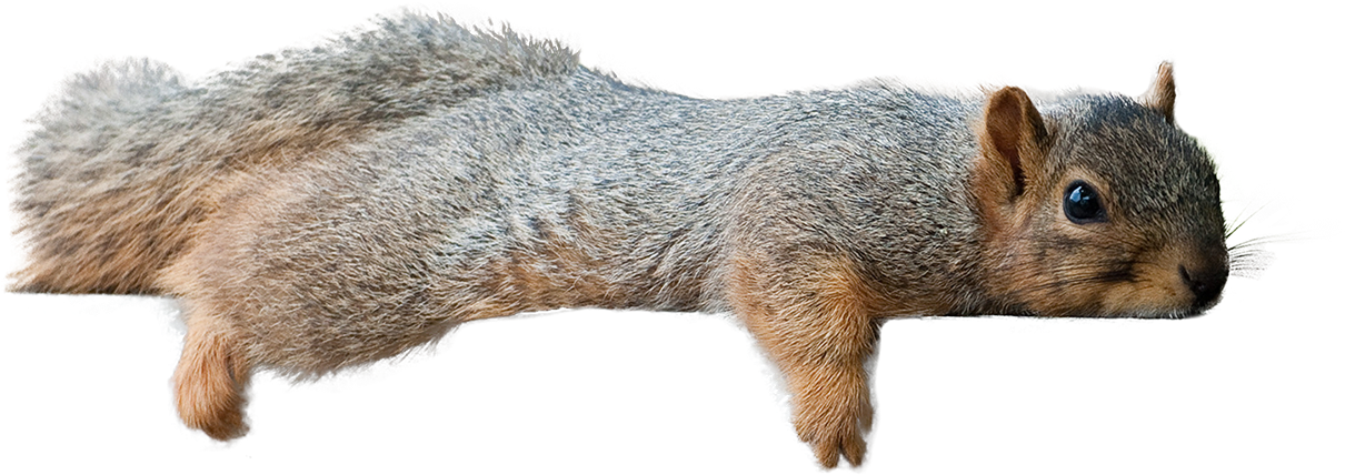 Leaping Squirrel Cutout.png PNG Image