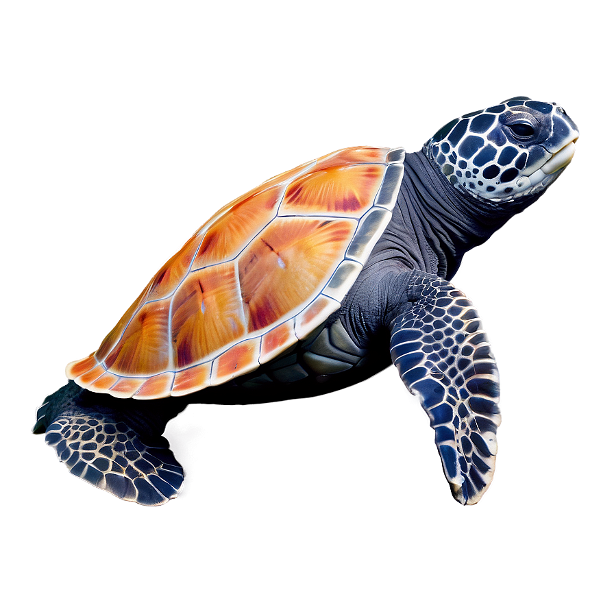 Leatherback Turtle In Coral Reef Png 06292024 PNG Image