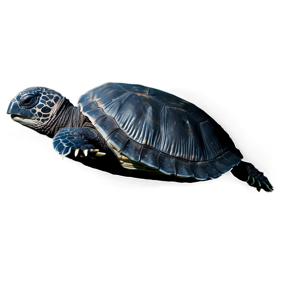 Leatherback Turtle In Moonlight Png 94 PNG Image