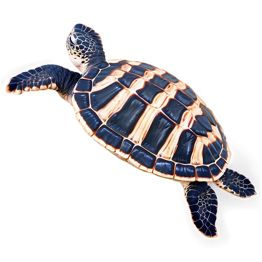 Leatherback Turtle Tracking Png Dxx PNG Image