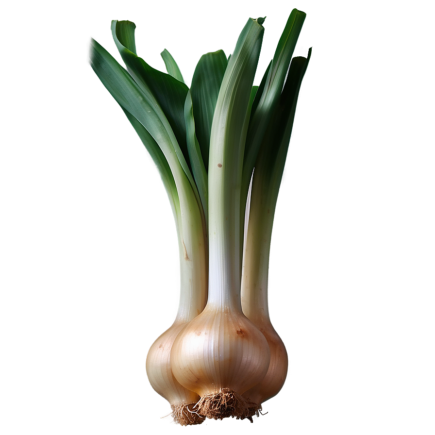 Leek Onion Png Gpy PNG Image