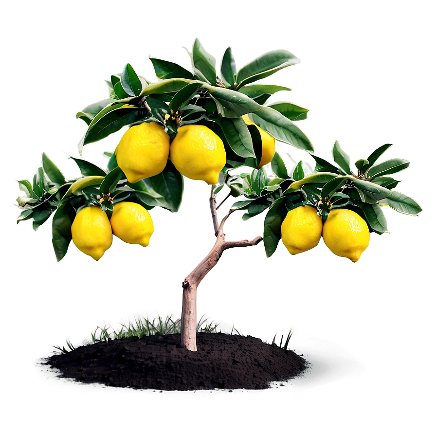 Lemon Tree In Landscape Png 06212024 PNG Image