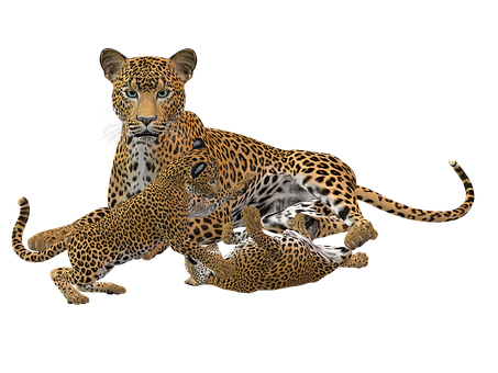 Leopard Family Playtime PNG Image