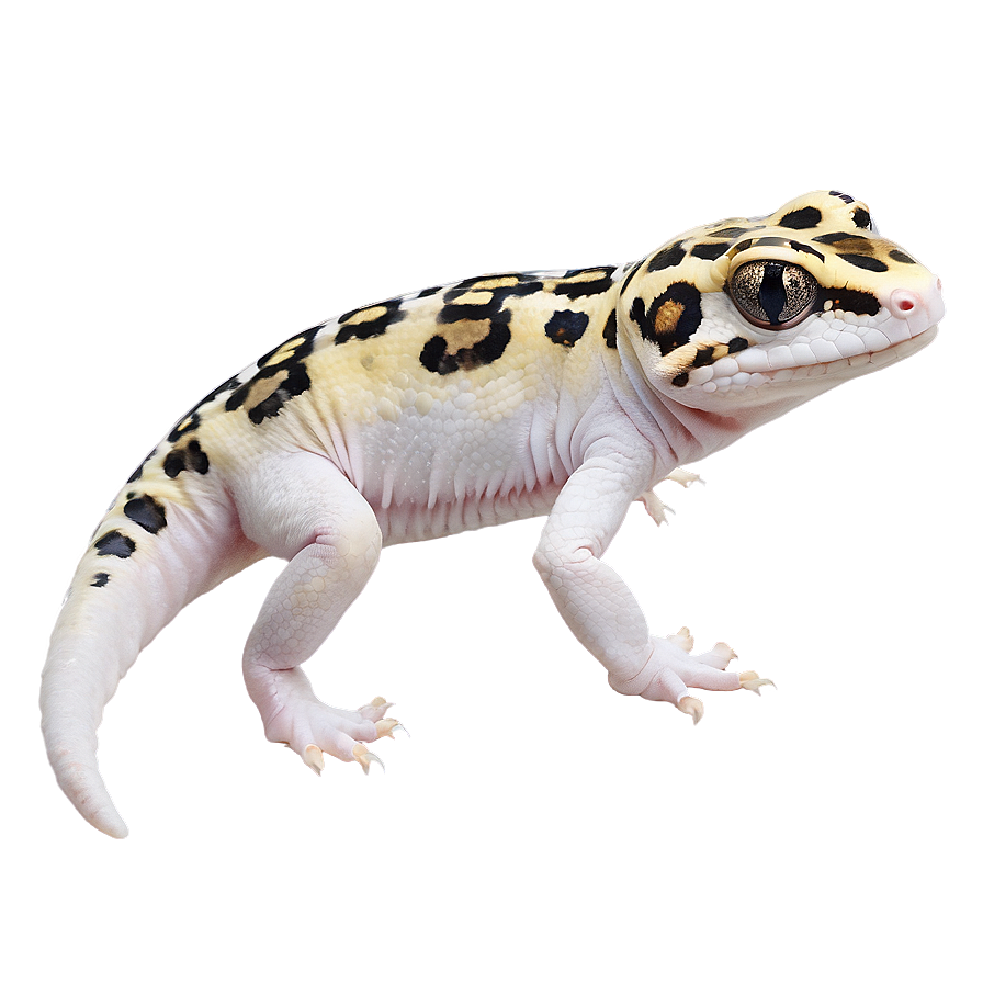 Leopard Gecko In Grass Png 06202024 PNG Image