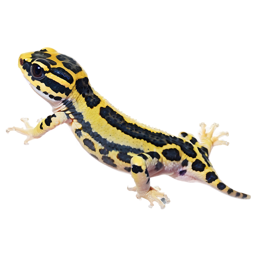 Leopard Gecko In The Dark Png Cil PNG Image