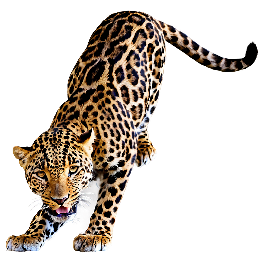 Leopard Hunting Prey Png 66 PNG Image