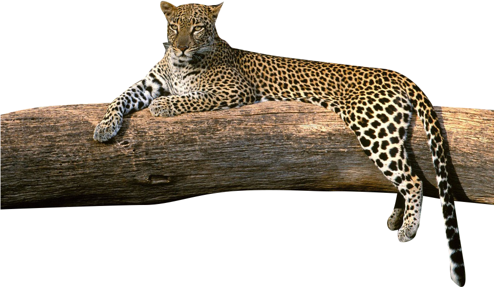 Leopard Loungingon Tree Branch PNG Image