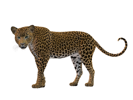 Leopard Profile Black Background PNG Image