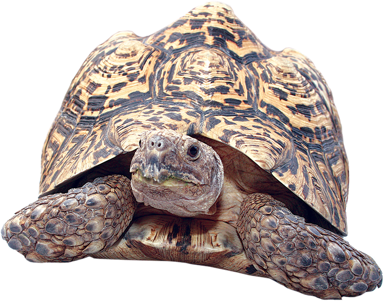 Leopard Tortoise Close Up PNG Image