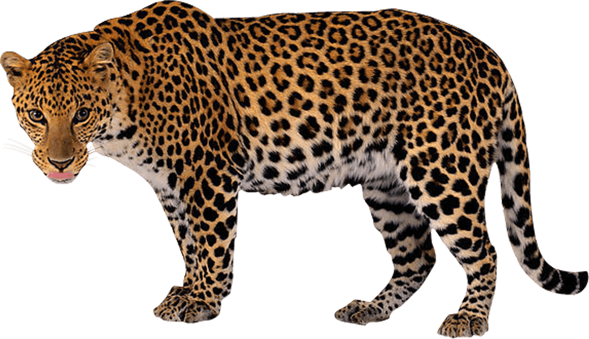 Leopardin Stride.png PNG Image