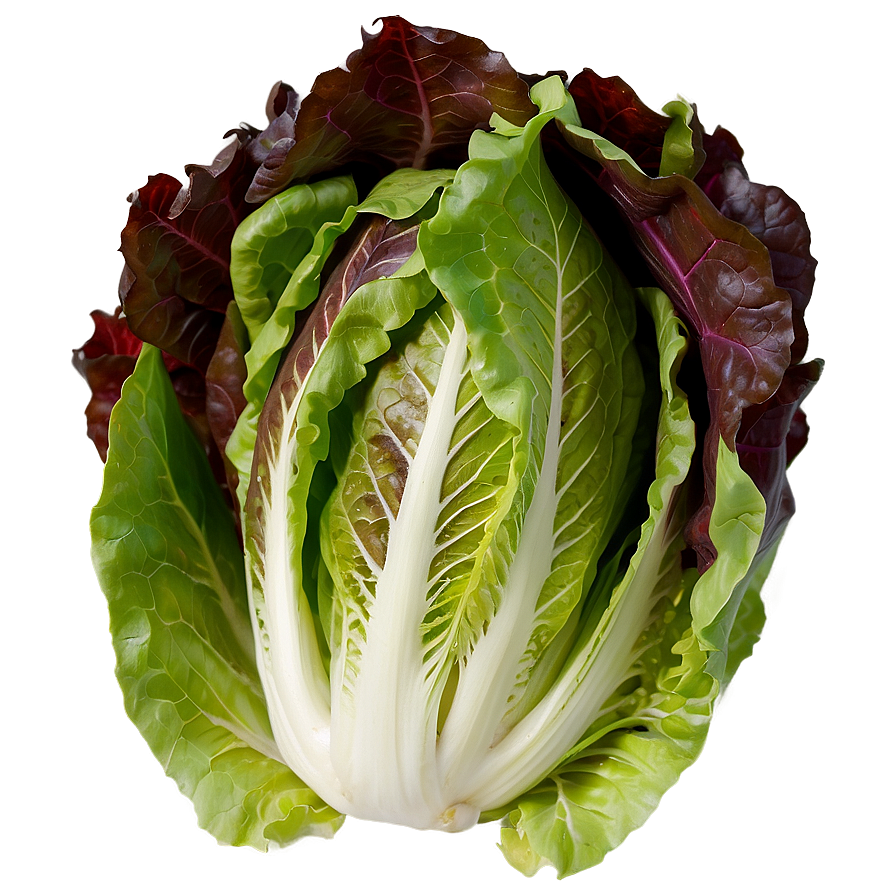 Lettuce Closeup Png 63 PNG Image