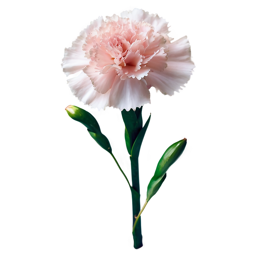 Light Pink Carnation Png Afe PNG Image