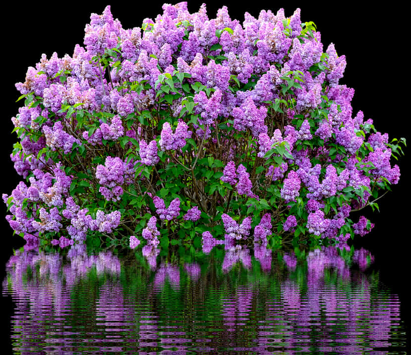 Lilac Bush Reflections PNG Image