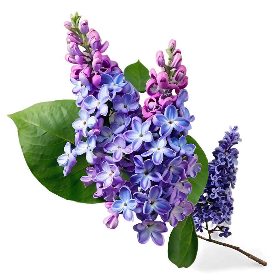 Lilac Dream Png Fht27 PNG Image