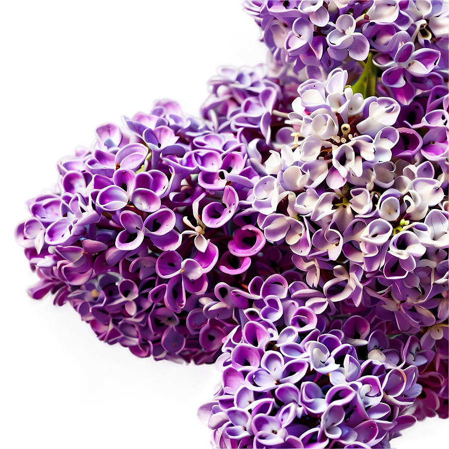 Lilac Festival Png 16 PNG Image