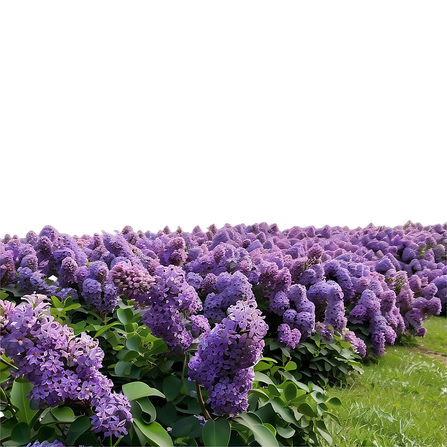 Lilac Field Png 17 PNG Image